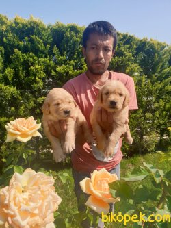 Baby Face Golden Redriever Yavrular 2