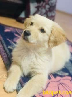 Baby Face Golden Retriever 1