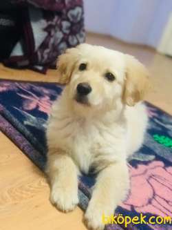 Baby Face Golden Retriever 4