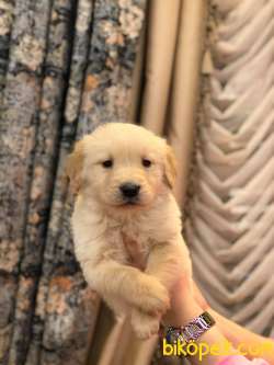 BABY FACE GOLDEN RETRİEVER YAVRULAR 1