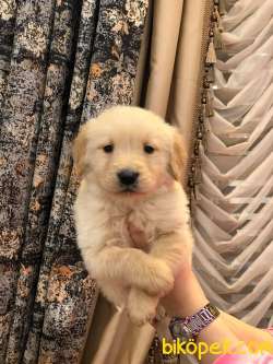 BABY FACE GOLDEN RETRİEVER YAVRULAR 2