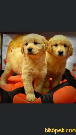 Baby Face Golden Retriever Yavrular 2