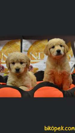 Baby Face Golden Retriever Yavrular 3