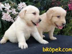 BABY FACE GOLDEN RETRİEVER YAVRULARI 3