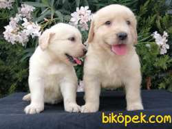 BABY FACE GOLDEN RETRİEVER YAVRULARI 5