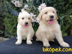 BABY FACE GOLDEN RETRİEVER YAVRULARI 2