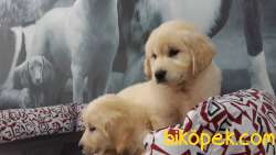 BABY FACE GOLDEN RETRİEVER YAVRULARI 3