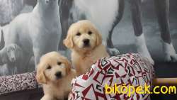 BABY FACE GOLDEN RETRİEVER YAVRULARI 1