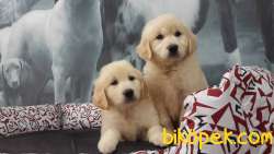 BABY FACE GOLDEN RETRİEVER YAVRULARI 4