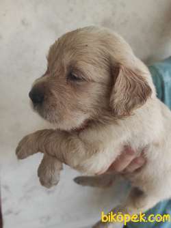 Baby Face Golden Yavrular 1