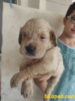 Baby Face Golden Yavrular 3