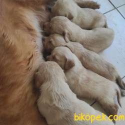 Baby Face Golden Yavrular 2
