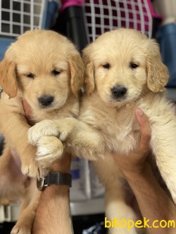 Baby Face Golden Yavruları 1