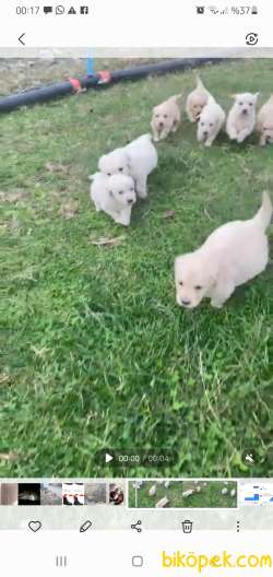 Baby Face Golden Yavruları 3