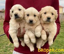Baby Face Golden Yavruları 1
