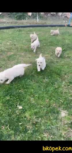 Baby Face Golden Yavruları 2