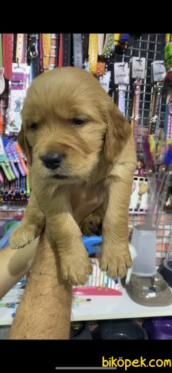 Baby Face Golden Yavruları Erkek Dişi 3