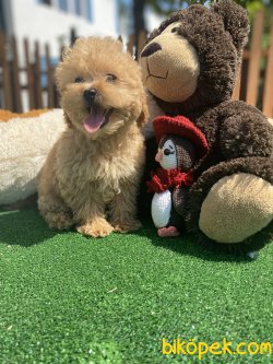 BABY FACE GÜLEN SURAT TOY POODLE BEBEKLER 3