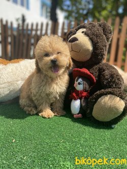BABY FACE GÜLEN SURAT TOY POODLE BEBEKLER 2
