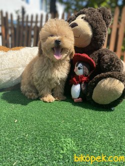 BABY FACE GÜLEN SURAT TOY POODLE BEBEKLER 1