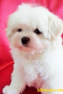 BABY FACE MALTESE TERRIER 3