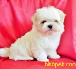 BABY FACE MALTESE TERRIER 2