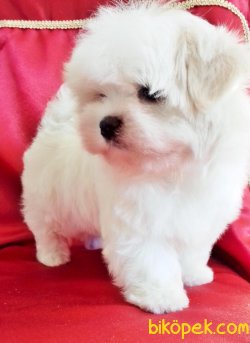 BABY FACE MALTESE TERRIER 1