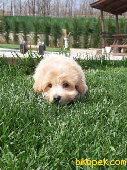 BABY FACE MALTİPO  YAVRULARI 2
