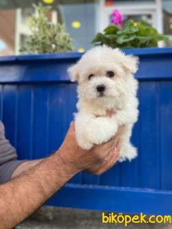 BABY FACE MALTİPOO 2