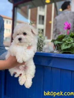 BABY FACE MALTİPOO 3