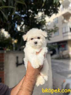 BABY FACE MALTİPOO 1