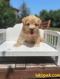 Baby Face Maltipoo Orijinal Yavrularımız 2