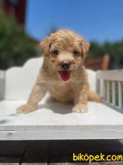 Baby Face Maltipoo Orijinal Yavrularımız 3
