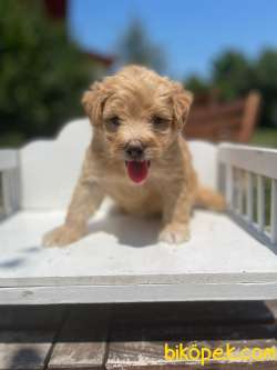 Baby Face Maltipoo Orijinal Yavrularımız 1