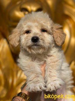 BABY FACE MALTIPOO YAVRULARIMIZ 3