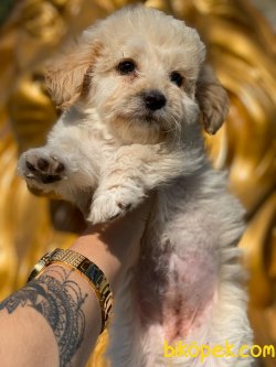 BABY FACE MALTIPOO YAVRULARIMIZ 1