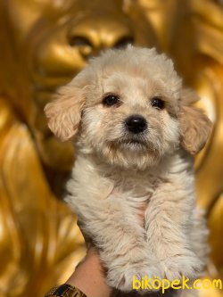 BABY FACE MALTIPOO YAVRULARIMIZ 2