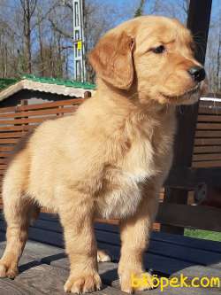 Baby Face Muhteşem Golden Yavruları 3