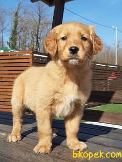 Baby Face Muhteşem Golden Yavruları 2