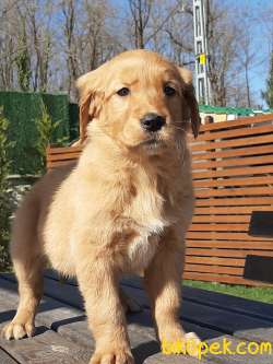 Baby Face Muhteşem Golden Yavruları 1