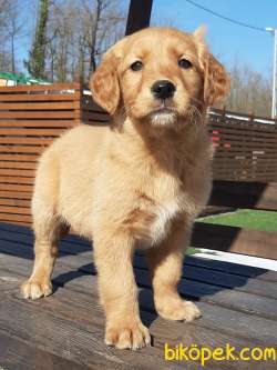 Baby Face Muhteşem Golden Yavruları 4