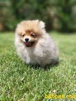 BABY FACE POMERANİAN BOO YAVRULARI 2