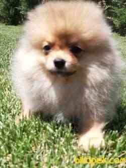 BABY FACE POMERANİAN BOO YAVRULARI 1