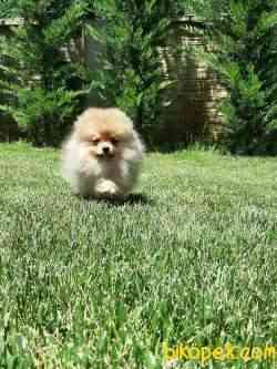 BABY FACE POMERANİAN BOO YAVRULARI 5