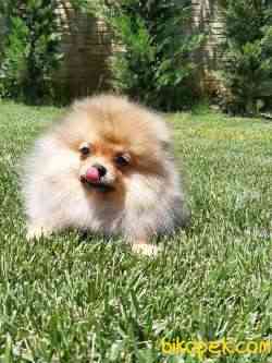 BABY FACE POMERANİAN BOO YAVRULARI 4