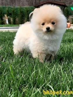 BABY FACE POMERANİAN BOO YAVRULARI 1