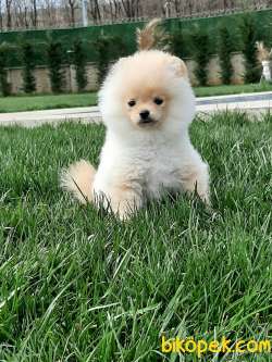 BABY FACE POMERANİAN BOO YAVRULARI 4