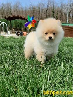 BABY FACE POMERANİAN BOO YAVRULARI 2