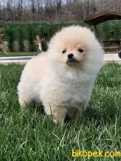 BABY FACE POMERANİAN BOO YAVRULARI 3