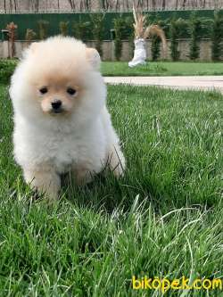 BABY FACE POMERANİAN BOO YAVRULARI 5